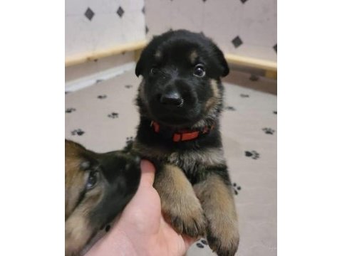 Orjinal alman kurdu köpeğimiz