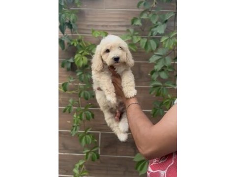 Poodle ayarında maltipoo bebekler