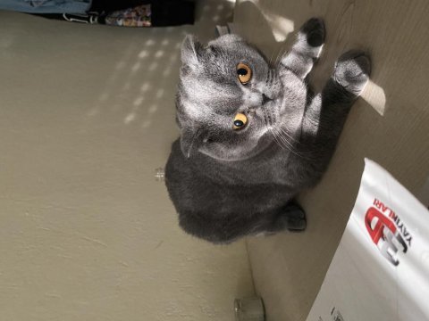 2 yaşında dişi scottish fold