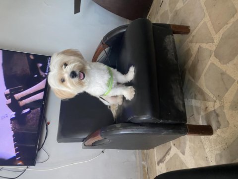 Maltese terrier köpeği