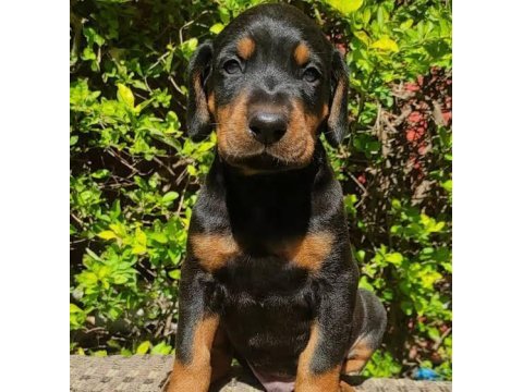 Son 1 dişi 1 erkek doberman yavrular kapıda ödemeli
