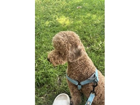 Acil toy poodle
