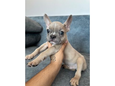 Renkli göz blue fawn merle exotic french bulldog bebek