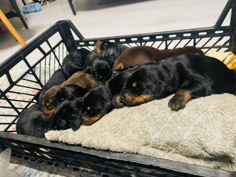 Sceli ırkının en iyisi doberman yavrular