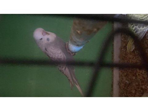 2 adet erkek jumbo 45 ve 35 günlük renk güzelleri kuşlar