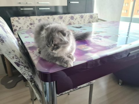 Scottish fold longhair