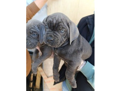 Orjinal blue cane corso italiano