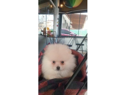 Dişi pomeranian boo beyaz renk