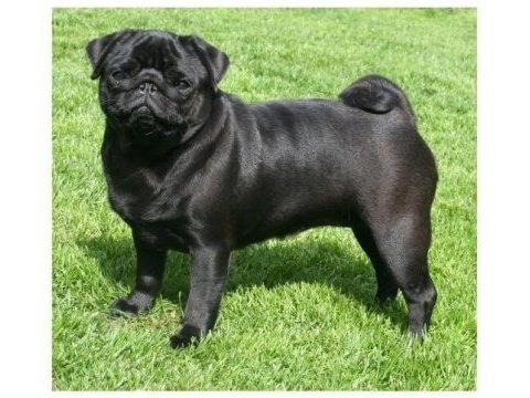 Siyah dişi yetişkin pug