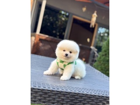 Minnoş pomeranian