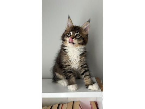 Sağlık ve ırk garantili minik maine coon devler