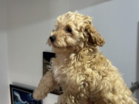 Wc eğitimli maltipoo yavrularımız ziyarete açık
