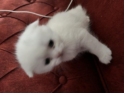 Partiler mutlu kediler
