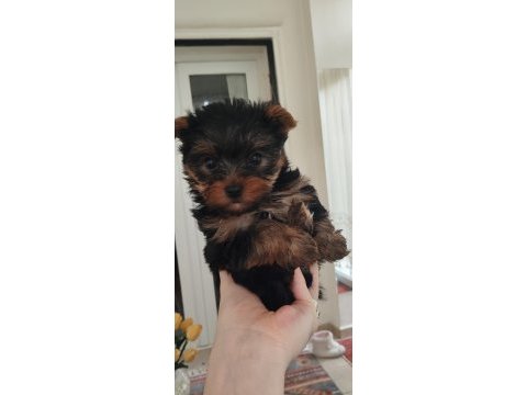 Yorkshire terrier yavrular