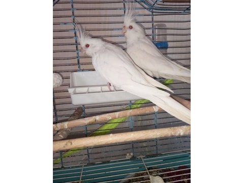 Bir çift orijinal albino kırmızı göz sultan papağanı