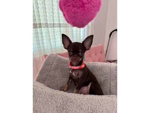 Harika 4 aylık choco dişi chihuahua elma kafa