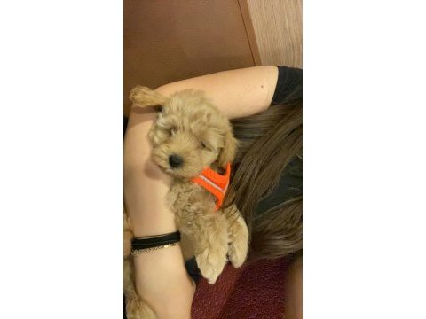 Köpeğimize acil sahiplendirilecek yer aranıyor