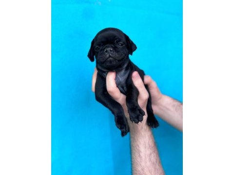 Dişi erkek pug yavruları yer denizli