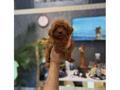 Teacup toy poodle