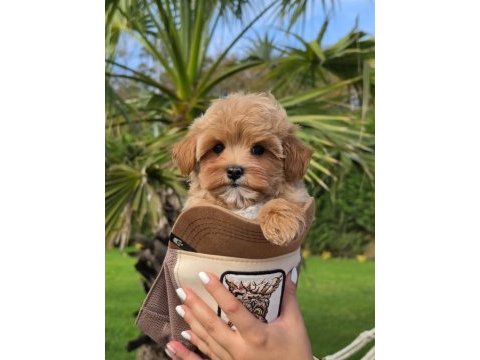 Eğitilebilir maltipoo yavruları ile evinize neşe katın