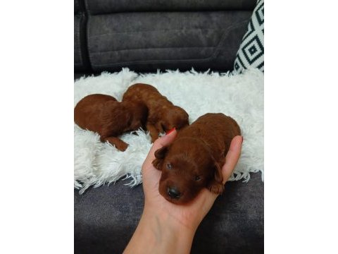0 numara kore poodle