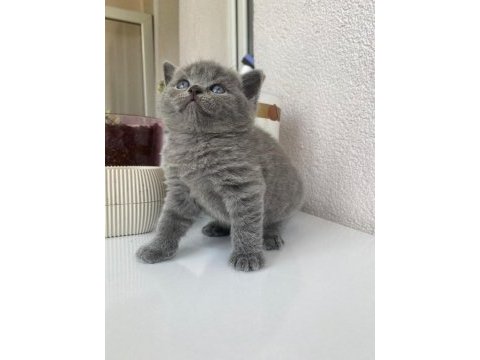 British shorthair kedimiz