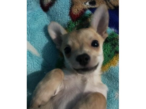 1.5 yaşında erkek chihuahua