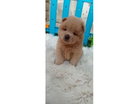Teddy bear face chow chow puppies