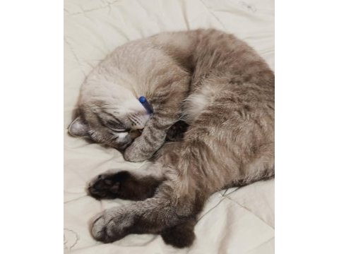 Scottish fold dumanımıza aile arıyoruz