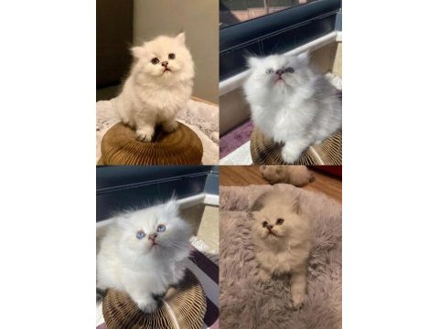 British longhair yavrular 50 günlük (3 erkek 1 dişi)