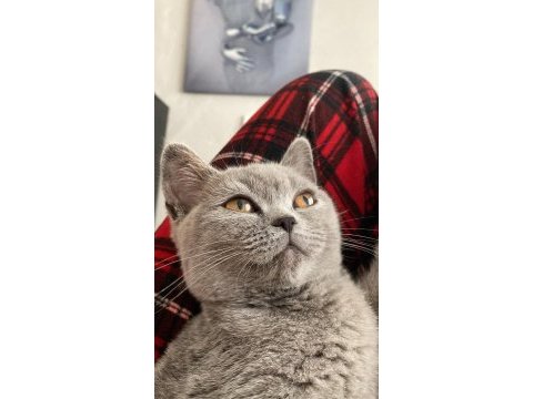 Sevimli oyun kedisi