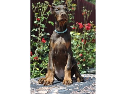 Kızıl doberman sevenlere