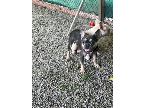 Micro boy tecrübeli cocotan french bulldog