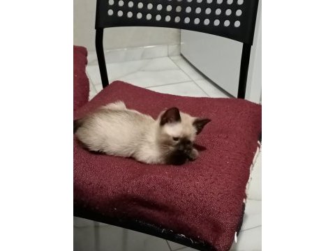 İki aylık siyam kedisi
