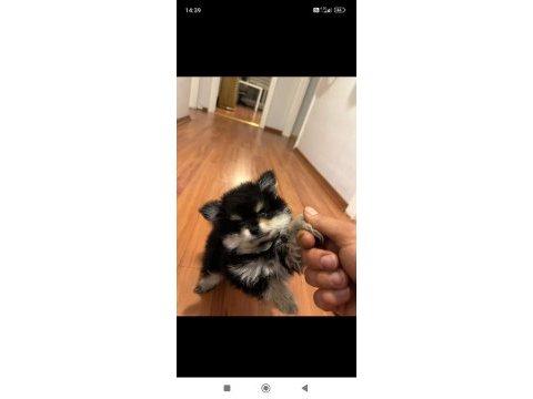 Gerçek prens ve prenses pomeranian