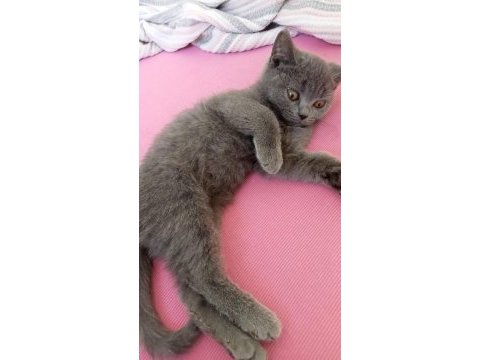 3 aylık erkek kedimize bakabilecek anne baba arıyoruz