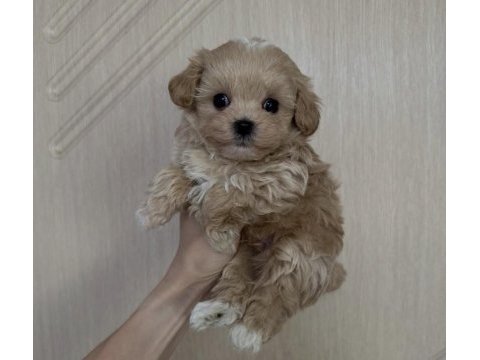 Safkan maltipoo yavrular