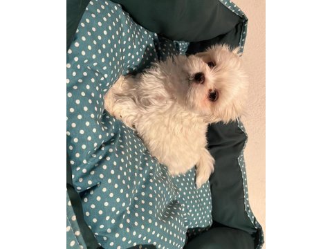 Mini maltese terrier yavruları