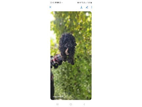 Siyah toy poodle bebekleri