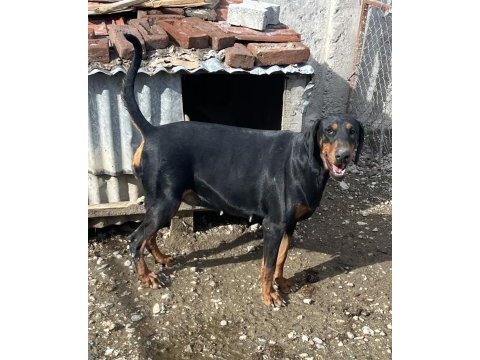 Safkan doberman anaç