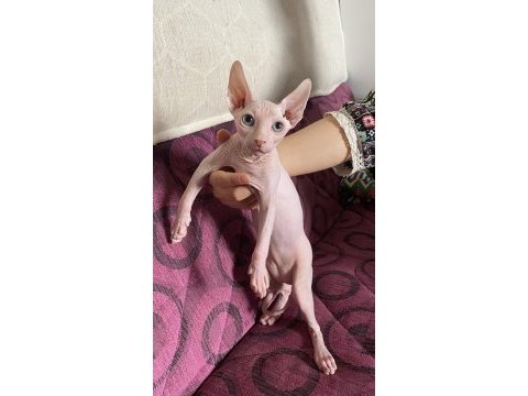3 aylık yakışıklı erkek sfenks