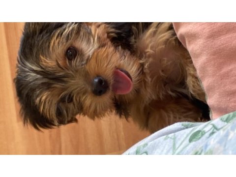 Köpeğimle anlaşamadığı için sahiplendirmek istiyorum
