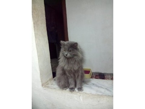 British shorthair kedisi sahiplendirme