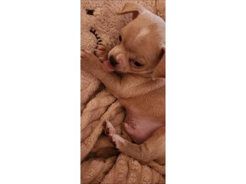 Orijinal elma kafa chihuahua yavruları bir dişi bir erkek