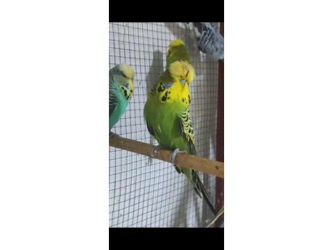 Show jumbo muhabbet kuşumuz