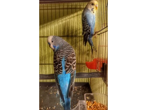 Muhabbet kuşu jumbo, rainbow takımları ve yavruları
