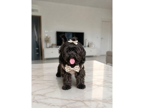 Uyguna verilecek kore maltipoo