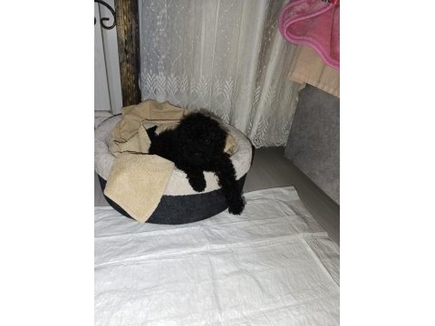 Siyah toy poodle köpeği