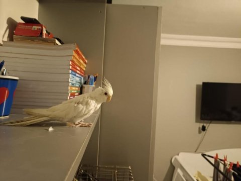 6 aylık kırmızı göz dişi albino sultan papağanı