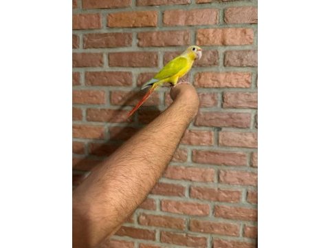Suncheck bebek konur papağanı